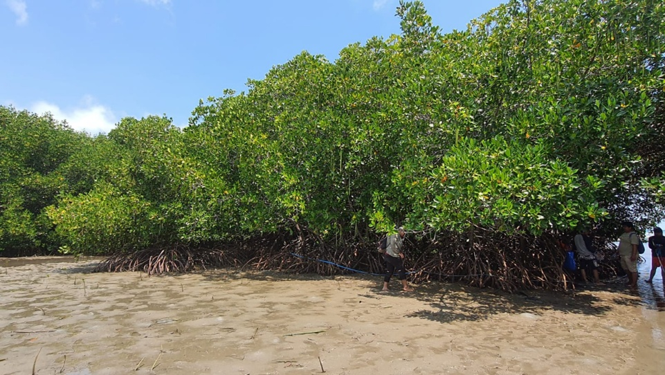Mangrove